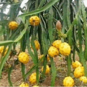 Pitahaya Amarilla