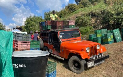 Por qué Colombia es líder en la exportación de frutas tropicales hacia Europa y EE. UU.