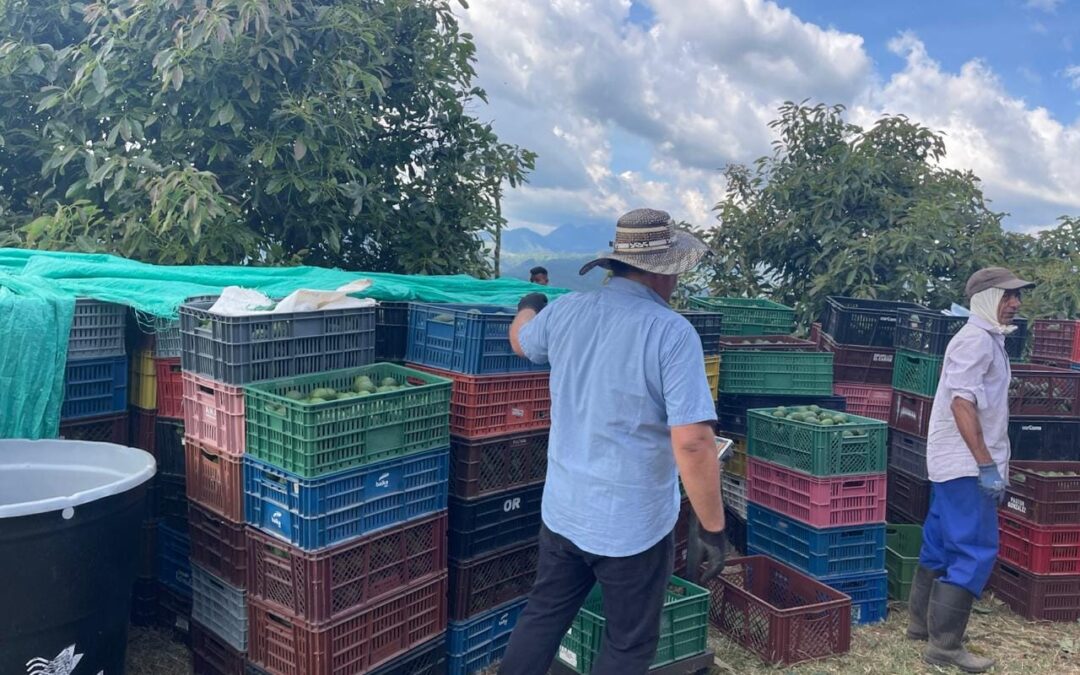 Retos y ventajas logísticas de la exportación agrícola en Colombia