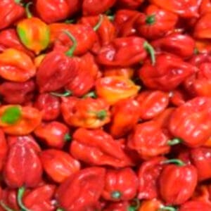 Ají Habanero