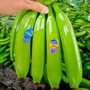 Banano Cavendish