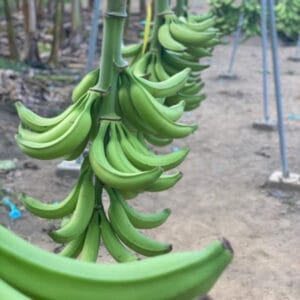 Plátano Harton Premium