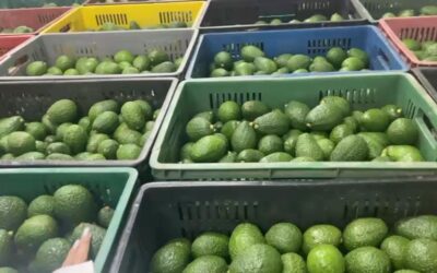 La importancia de la calidad y trazabilidad en las exportaciones de frutas